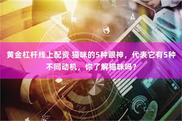 黄金杠杆线上配资 猫咪的5种眼神，代表它有5种不同动机，你了解猫咪吗？