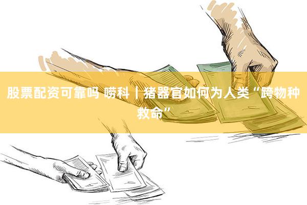 股票配资可靠吗 唠科｜猪器官如何为人类“跨物种救命”